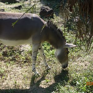 Somali Wild Ass (Equus africanus somaliensis)