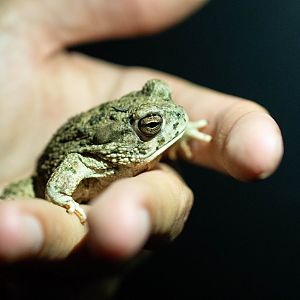 Texas Toad- Anaxyrus speciosus