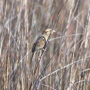 Nelson's Sparrow- Ammodramus nelsoni