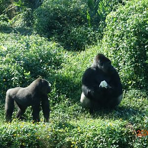 Western Lowland Gorilla (Gorilla gorilla gorilla)