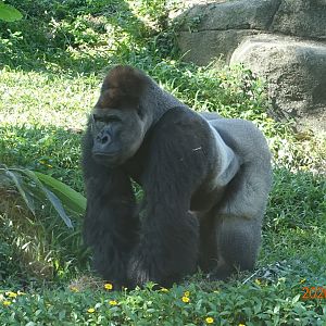 Western Lowland Gorilla (Gorilla gorilla gorilla)