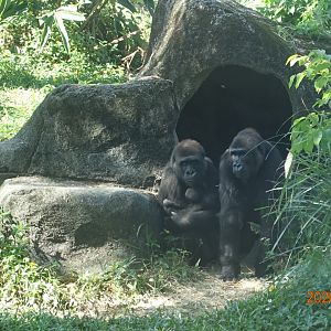 Western Lowland Gorilla (Gorilla gorilla gorilla)