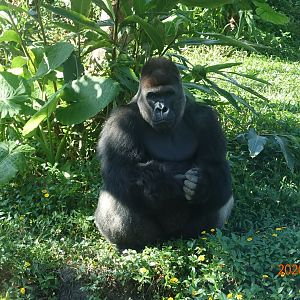 Western Lowland Gorilla (Gorilla gorilla gorilla)