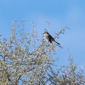 Sagebrush Sparrow- Artemisiospiza nevadensis