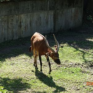 Bongo (Tragelaphus eurycerus)