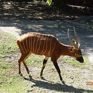 Bongo (Tragelaphus eurycerus)