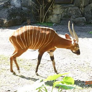 Bongo (Tragelaphus eurycerus)