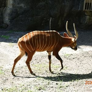 Bongo (Tragelaphus eurycerus)