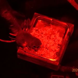 Fat-tailed Dwarf Lemur (Cheirogaleus medius)