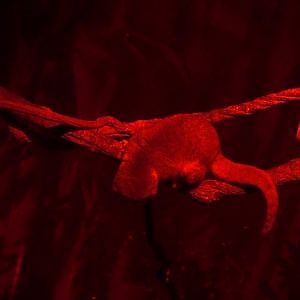 Fat-tailed Dwarf Lemur (Cheirogaleus medius)