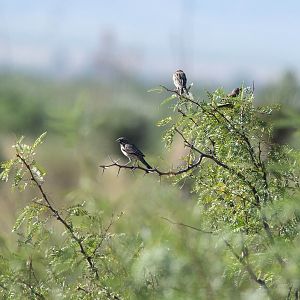 Lark Buntings- Calamospiza melanocorys