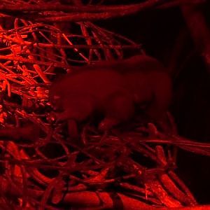 Azara's Night Monkey (Aotus azarae)