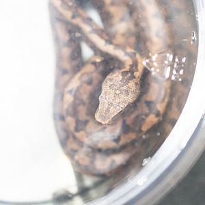 Halmahera Island Ground Boa- Candoia paulsoni tasmai