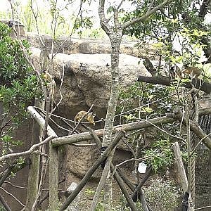 Bolivian Squirrel Monkey (Saimiri boliviensis boliviensis)