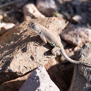 Greater Earless Lizard- Cophosaurus texanus