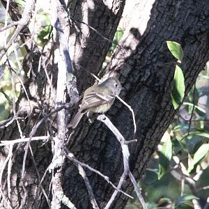 American Dusky Flycatcher- Empidonax oberholseri