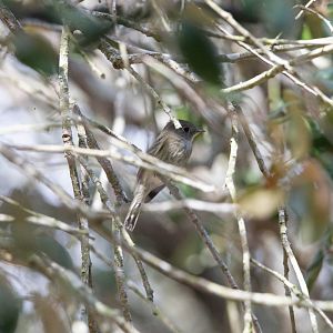 Hammond's Flycatcher- Empidonax hammondii