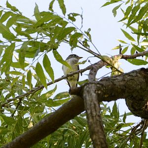 Least Flycatcher- Empidonax minimus