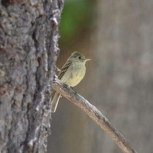 Cordilleran Flycatcher- Empidonax occidentalis