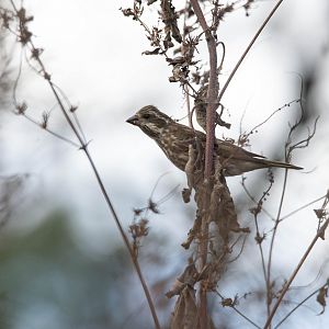 Eastern Purple Finch- Haemorhous purpureus purpureus