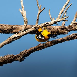 Altamira Oriole- Icterus gularis