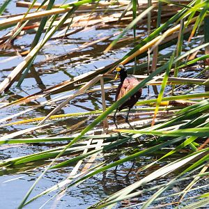 Northern Jacana- Jacana spinosa