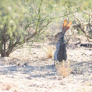 Antelope Jackrabbit- Lepus alleni
