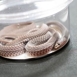 African File Snake- Mehelya crossi