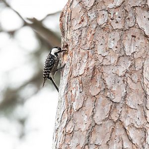 Red-cockaded Woodpecker- Picoides borealis