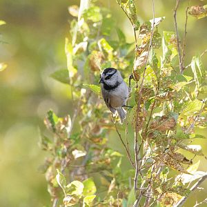 Mountain Chickadee- Poecile gambeli