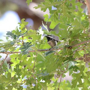 Mexican Chickadee- Poecile sclateri