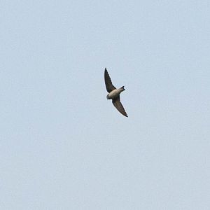 Bank Swallow- Riparia riparia