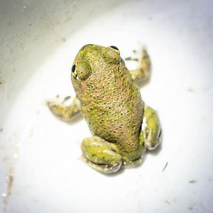Couch's Spadefoot Toad- Scaphiopus couchi