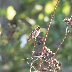 Allen's Hummingbird- Selasphorus sasin