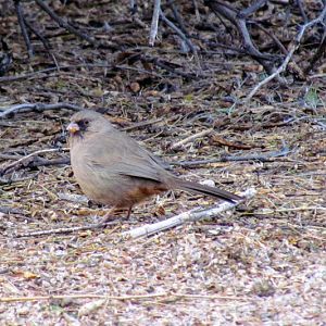 Abert’s Towhee