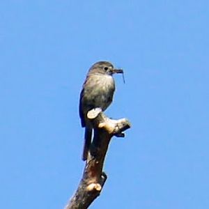 Gray Flycatcher