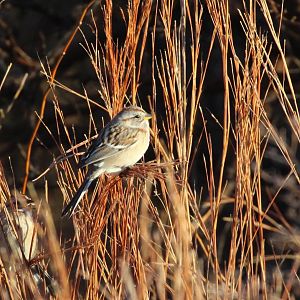 American Tree Sparrow