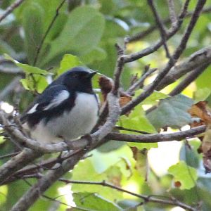 Black-throated Blue Warbler