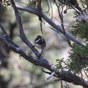 Black-throated Gray Warbler