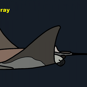 Cownose ray (Rhinoptera bonasus)
