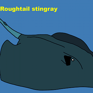 Roughtail stingray (Bathytoshia centroura)