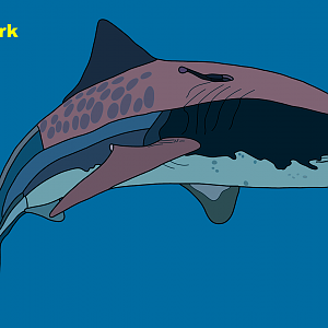 Tiger shark (Galeocerdo cuvier)