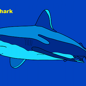 Silvertip shark (Carcharhinus albimarginatus)
