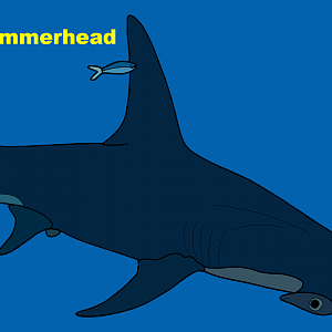 Great hammerhead (Sphyrna mokarran)