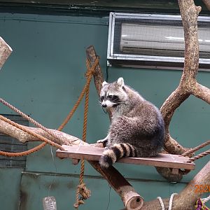 Raccoon (Procyon lotor)