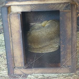 Kinkajou (Potos flavus)