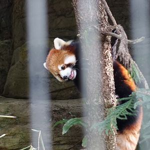 Styan's Red Panda (Ailurus styani)