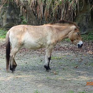 Przewalski's Horse (Equus ferus przewalskii)