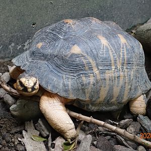 Radiated Tortoise (Astrochelys radiata)