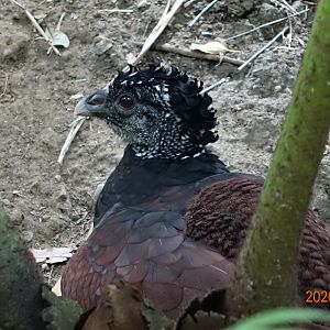Great Curassow (Crax rubra)